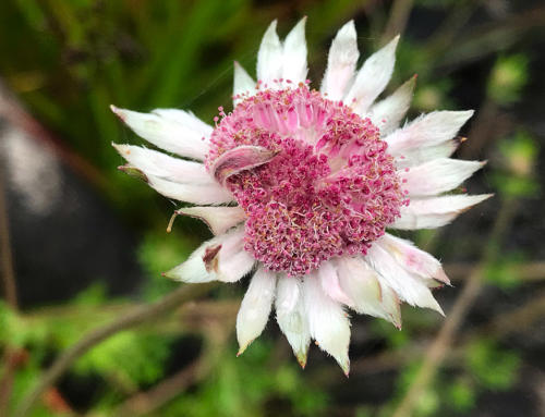 Rare Pink Flannel Flower