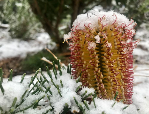 Natives in the Snow